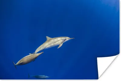 Produktbild von MuchoWow® Poster Delfin - Tier - Meer 60x40 cm - Schlafzimmerdekoration