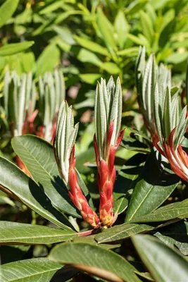 Produktbild von Rhododendron Hybr. traillianum, immergrün, 60–70 cm
