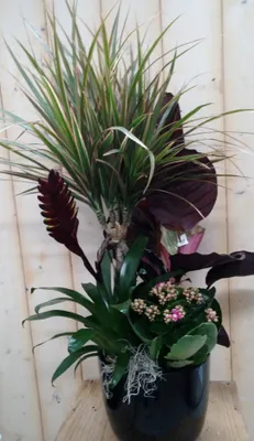 Productafbeelding van Calathea plantenbakje binnen Pauwenplant zwarte pot Warentuin Natuurlijk