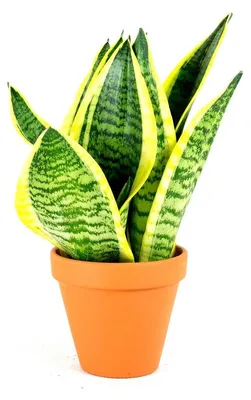Obrázok produktu pre Gardners Sansevieria Hahnii mix, priemer 9 cm