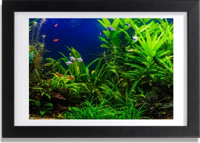 Produktbild von Bild 30x20 MDF-Rahmen, Wandkunst Fische in einem Aquarium