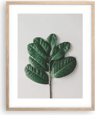 Produktbild von Gerahmtes Poster - Rahmen in heller Eiche - Blätter Pflanzen Botanik - 40x50 cm - Wand Bild - Wanddeko - Wandbilder - Kunstposter - Wandposter - Bilderrahmen - Bilder - Kunstdruck - P2NPA40x50-4956
