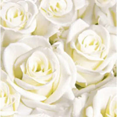 Obrázek produktu pro Duni Dunisoft Servietten White Dreams 40x40cm 60 Stück