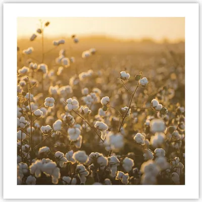 Produktbild von Poster - Poster ohne Rahmen - Baumwolle Feld Acker - 50x50 cm - Wand Bild - Wanddeko - Wandbilder - Kunstposter - Wandposter - Bilder - Kunstdruck - Wanddekoration - Wandbild - P2XAC50x50-4299