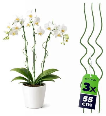 Productafbeelding van KADAX Orchideeëstokken, 55 cm x 3 mm, set van 3, spiraalvormige stokken van metaal met kunststofcoating, spiraalvormige ondersteuningsstokken voor orchideeën en kamerplanten, plantenstokken