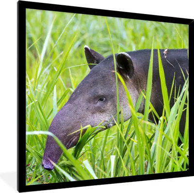 Produktbild von MuchoWow® MuchoWow® Gerahmtes Poster Mittelamerikanischer Tapir im Nationalpark von Costa Rica 40x40 cm - Poster mit zchwarzem Bilderrahmen - Mit Rahmen - Wanddekoration Schlafzimmer