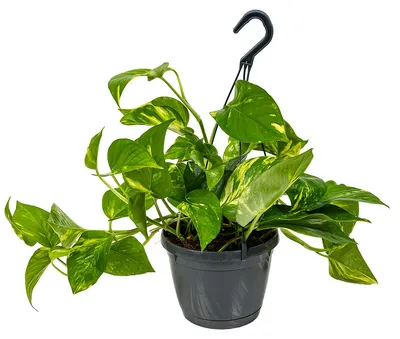 Produktbild von Scindapsus Aureum, Efeutute, Hängepflanze, 20-30 cm, Topf 17 cm