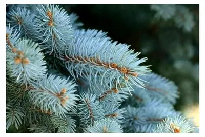 Produktbild von Blautanne Picea pungens frosthart 10 Samen