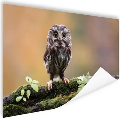Produktbild von MuchoWow® Poster Steinkauz 180x120 cm - Fotoplakat