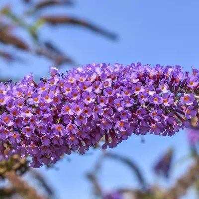 Produktbild von Sommerflieder Empire Blue - Buddleja davidii