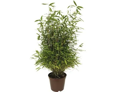 Obrázek produktu pro Bambus FloraSelf Fargesia murielae 'Neue Generation' 60-80 cm květináč 7,5 l