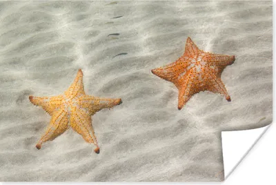 Produktbild von MuchoWow® Poster Seestern - Wasser - Strand 120x80 cm - Bilder
