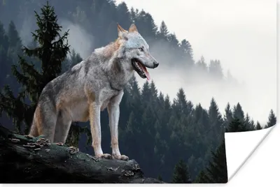 Produktbild von MuchoWow® Poster Wolf - Tier - Wald 30x20 cm - Plakate - Print