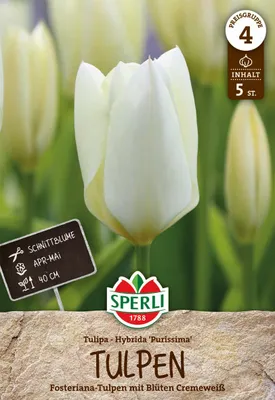 Produktbild von SPERLI Fosteriana-Tulpe Purissima 5 Zwiebeln