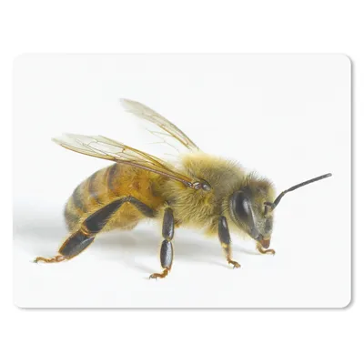Produktbild von MuchoWow® Mauspad Mousepad Bienen - Insekten - Flügel 40x30 cm - Mousepads - Maus Mat - Pad - Mausunterlage - Anti Rutsch