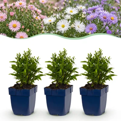 Produktbild von Green boutiQ – Stauden – Aster Tricolour – Strand-Aster – Anlockt Bienen und Schmetterlinge – Lila – Rosa – Weiß – 6 Pflanzen – Topf 11 cm – Höhe 15-25 cm