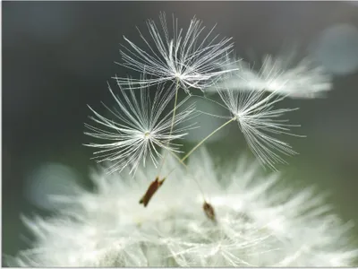 Produktbild von ARTland Wandbild Alu für Innen & Outdoor Pusteblume Facility Größe: 60x45 cm