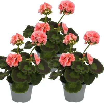 Produktbild von Geranien stehend - Pelargonium zonale - 12cm Topf - Set mit 3 Pflanzen - rosa