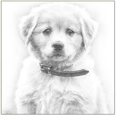 Produktbild von Hochwertige Grußkarte 16x16cm mit Umschlag Hund