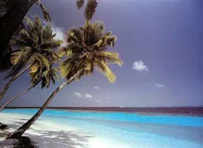 Immagine prodotto di Spiagge - Poster - of Dreams + 2 pezzi di modanature per poster in legno 92 cm nero