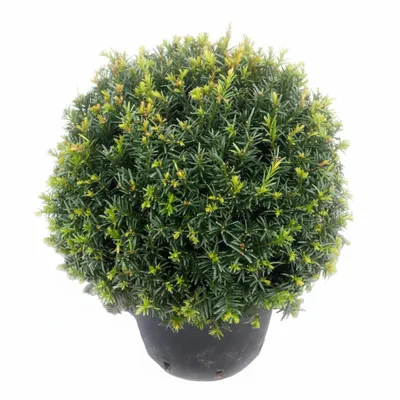 Produktbild von 2 Eiben Kugeln, Kugeleibe, 30-35 cm, Taxus baccata, winterhart und immergrün