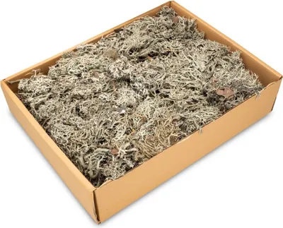 Produktbild von Lichen Moos in Natur, Gewicht ca. ± 450g | Deko-Moos
