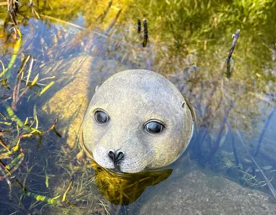 Productafbeelding van Vijverfiguur Zeehond - Tuin Decoratie voor Mini Vijver