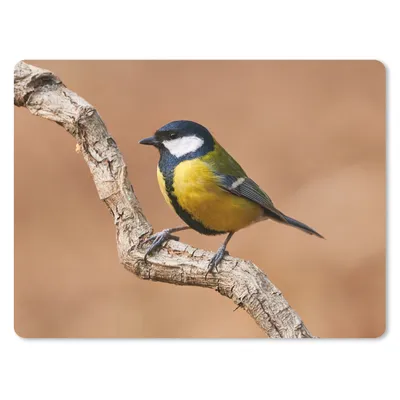 Produktbild von MuchoWow® Mauspad Mousepad Vogel - Kohlmeise - Zweige 23x19 cm - Mousepads - Maus Mat - Pad - Mausunterlage - Schreibtischunterlage - Mauspad