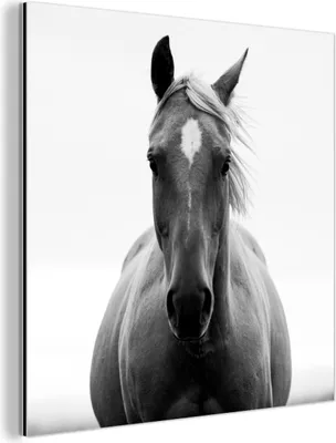 Obrázok produktu pre Nástenná dekorácia Kovový kovový obraz Wall Art 50x50cm Kôň - Čiernobiely - Portrét Muchowow Hliníkové obrazy
