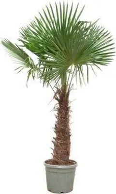 Obrázek produktu pro Cínská konopná palma Trachycarpus fortunei, mrazuvzdorná, výška 270cm, prumer