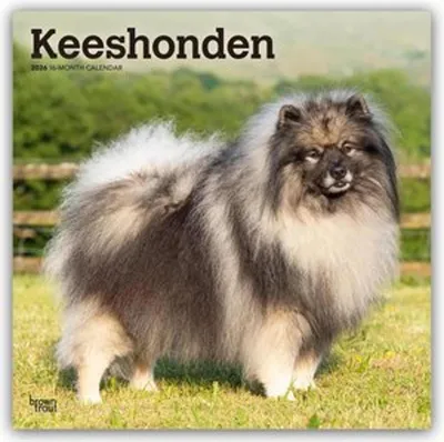 Produktbild von Keeshonden - Wolfsspitz 2026 - 16-Monatskalender
