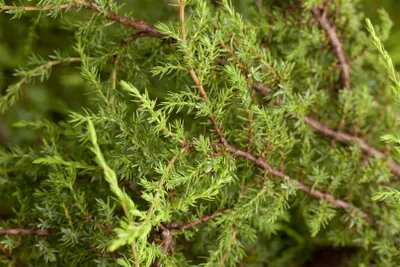 Produktbild von Juniperus communis 'Hornibrookii', Wacholder, 20–30 cm