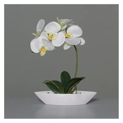 Produktbild von Orchidee in Schale - ca. 27 cm - weiß