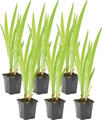 Image de Bloomique - Lot de 6 - Iris Versicolor - Iris versicolore - Plantes de bassin - Plantes aquatiques - Rustique - Hauteur 20-30 cm - Pot 9 cm
