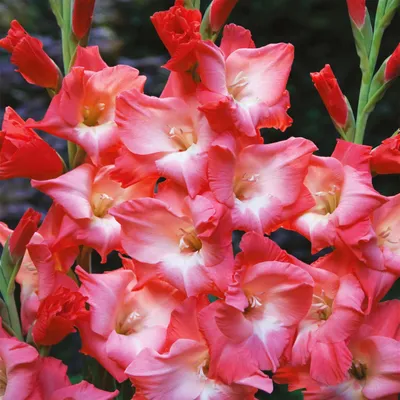 Obrázok produktu pre Gladiolus Veľkokvetý Gladiolus Sogno 5 ks cibule gladiolus