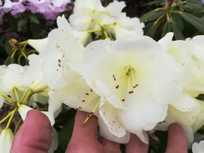Produktbild von Rhododendron Hybride Yankari - Großblumige Alpenrose - 30-40cm