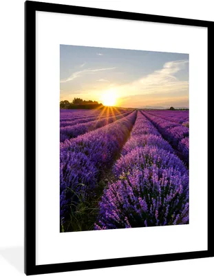 Produktbild von MuchoWow® Gerahmtes Poster Lavendel - Blumen - Sonnenuntergang - Lila 60x80 cm - Poster mit Schwarzem Bilderrahmen Wandposter Rahmen Foto Bilder - Wohnzimmer - Dekorationen - Prämie