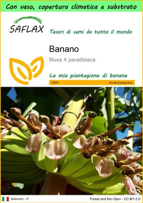 Immagine prodotto di SAFLAX Garden to go - Banano  - 10 semi - Musa