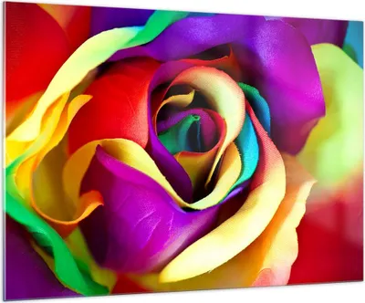 Produktbild von Bilder auf glas - Blume Farbe Rose - 100x70cm - Glasbilder - Wandbilder - Kunstdruck - zum Aufhängen bereit - Wanddekoration aus Glas - Glas Bilder - Wandbild auf Glas - Einteilig - GAA100x70-3623