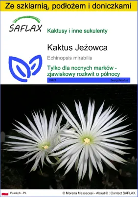 Zdjęcie produktu dla SAFLAX - Zestaw do uprawy - Kaktus Jeżowca - 40 Nasiona - Z mini szklarnią, podłożem uprawowym i 2 doniczkami - Echinopsis mirabilis