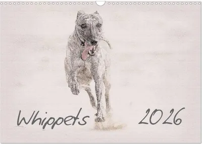 Produktbild von Whippet 2026 (Wandkalender 2026 DIN A3 quer), CALVENDO Monatskalender