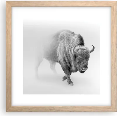 Produktbild von Gerahmtes Poster - Rahmen in heller Eiche - Wisent Schwarzweiß Licht - 30x30 cm - Wand Bild - Wanddeko - Wandbilder - Kunstposter - Wandposter - Bilderrahmen - Bilder - Kunstdruck - P2NAC30x30-4418