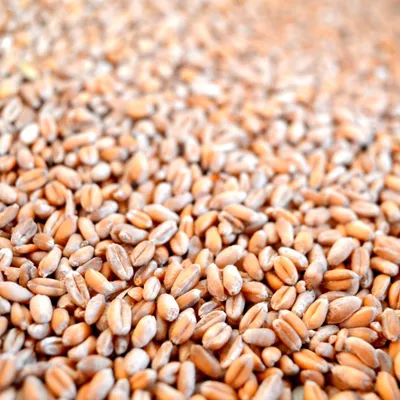 Produktbild von karton-billiger 25 kg Weizen Futterweizen Geflügelfutter Hühnerfutter Vogelfutter Körner Hühner