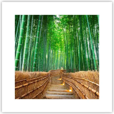 Produktbild von Poster - Poster ohne Rahmen - Bambus Pflanze - 30x30 cm - Wand Bild - Wanddeko - Wandbilder - Kunstposter - Wandposter - Bilder - Kunstdruck - Wanddekoration - Wandbild - P2XAC30x30-3979