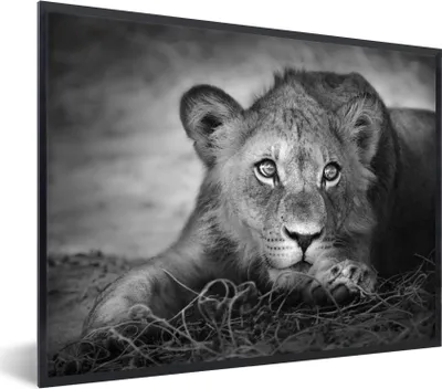 Produktbild von MuchoWow® Gerahmtes Poster Wildtiere - Löwe - Natur - Schwarz - Weiß 40x30 cm - Poster mit Schwarzem Bilderrahmen Wandposter Rahmen Foto Bilder - Kunstposter - Wanddekorationen