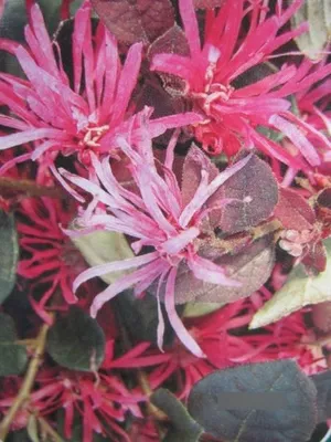 Produktbild von Loropetalum chinense Pipas Red - Riemenblüte Pipas Red