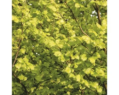 Produktbild von Goldulme FloraSelf Ulmus carpinifolia 'Wredei' H 60-80 cm Co 5 L
