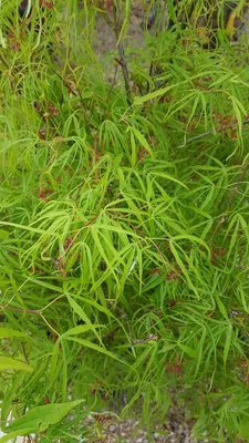 Image de Acer palmatum 'Koto-No-Ito' / Erable du Japon