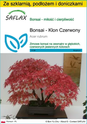 Zdjęcie produktu dla SAFLAX - Zestaw do uprawy - Bonsai - Klon Czerwony - 20 Nasiona - Z mini szklarnią, podłożem uprawowym i 2 doniczkami - Acer rubrum