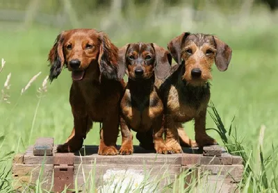 Produktbild von 3 D Ansichtskarte Dackel, Postkarte Wackelkarte Hologrammkarte Bild Haustier Hunde